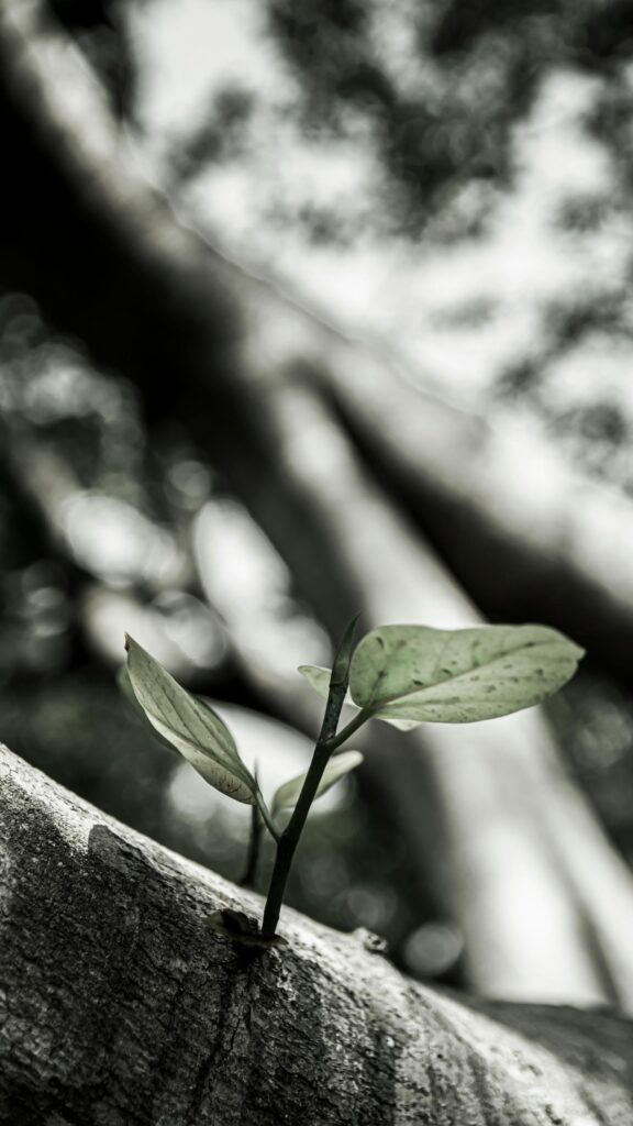 Minimalist Green Sprout Growing from Tree Bark Mobile Wallpaper