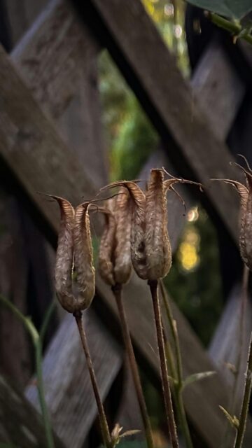 Rustic Dried Wildflower Seed Pods Macro Photography Wallpaper