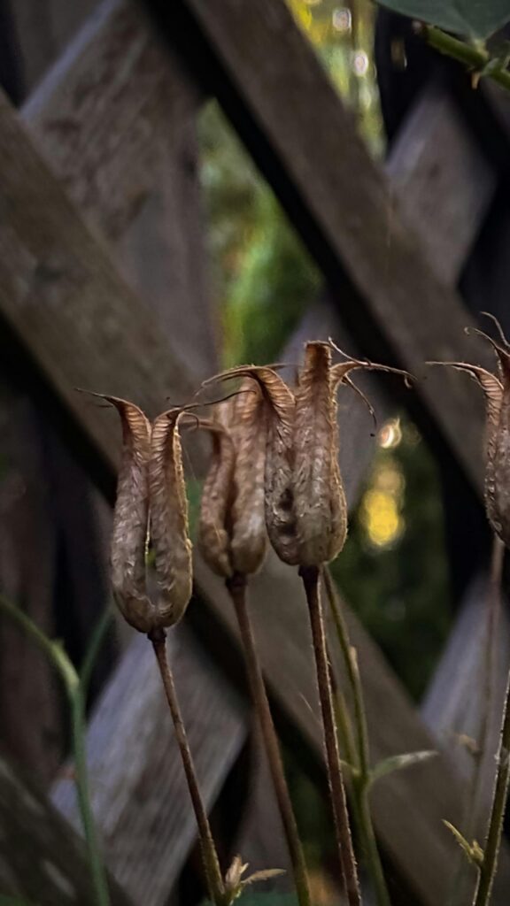 Rustic Dried Wildflower Seed Pods Macro Photography Wallpaper