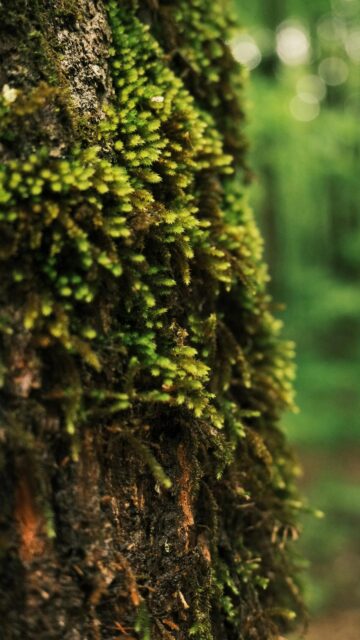 Macro Mossy Tree Bark Forest Texture Mobile Wallpaper
