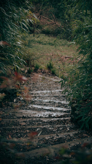 Forest Path Nature Manifestation Journey Aesthetic Phone Wallpaper