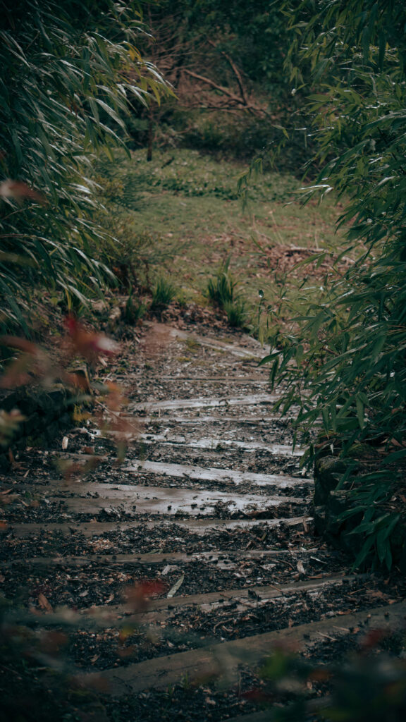 Forest Path Nature Manifestation Journey Aesthetic Phone Wallpaper