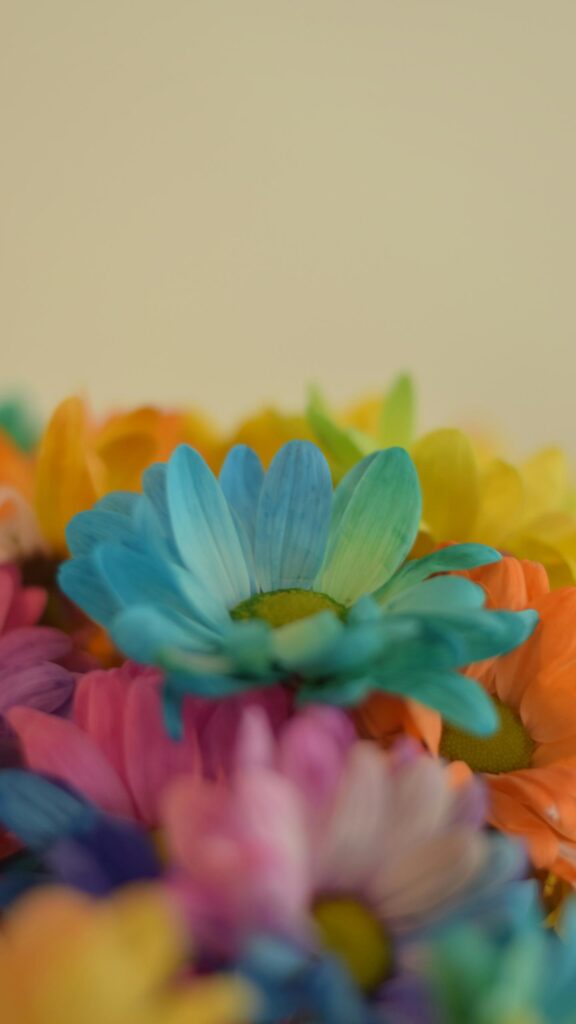 Vibrant Rainbow Daisy Macro Flower Aesthetic Mobile Wallpaper
