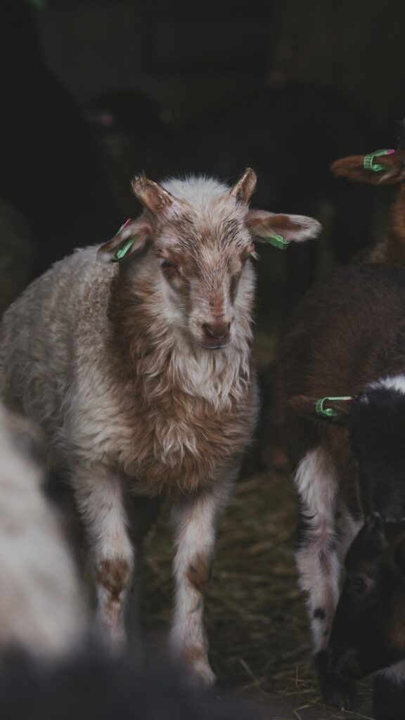 Rustic Farm Life Portrait of a Cute Horned Sheep Mobile Wallpaper