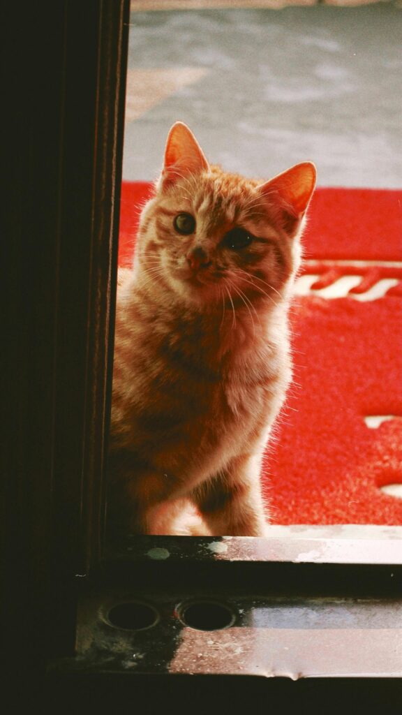 Cute Orange Tabby Cat Peeking Through Doorway Phone Wallpaper