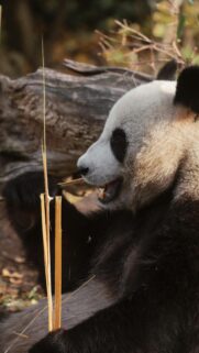 Close-up Giant Panda Eating Bamboo Phone Background Wallpaper