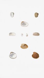 Minimalist Seashell Collection Illustration Art Phone Wallpaper