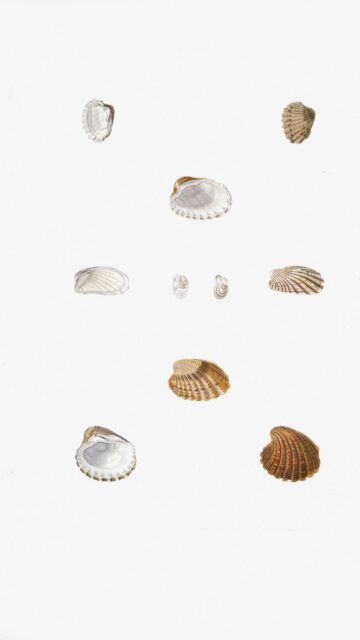 Minimalist Seashell Collection Illustration Art Phone Wallpaper