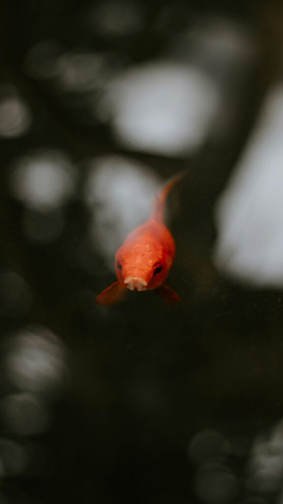 Ethereal Pisces Fish Zodiac Aesthetic Spiritual High-Res Wallpaper