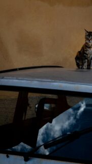 Tabby Cat Perched on Car Roof Mobile Background Wallpaper