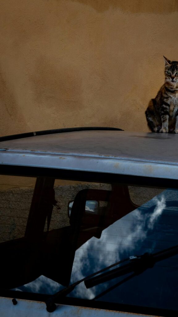 Tabby Cat Perched on Car Roof Mobile Background Wallpaper