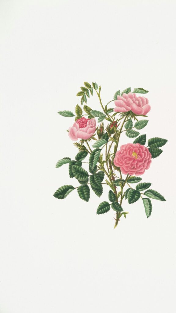Vintage Pink Rose Botanical Illustration Phone Wallpaper