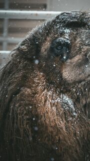 Majestic Camel in Snowfall Portrait High Resolution Phone Wallpaper