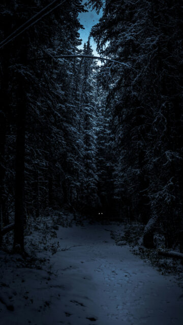 Mystical Snowy Forest Moonlit Path Aesthetic Dark Forest Wallpaper
