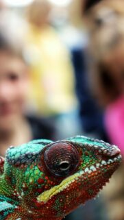 Stunning Panther Chameleon Macro Close-Up Mobile Phone Wallpaper