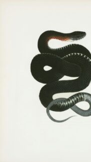 Stunning Black Snake Illustration Artistic Minimalist Mobile Wallpaper