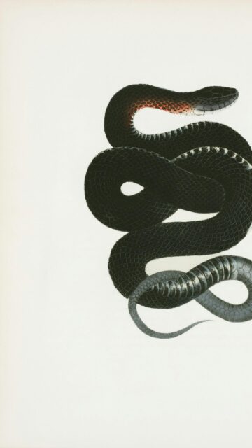 Stunning Black Snake Illustration Artistic Minimalist Mobile Wallpaper