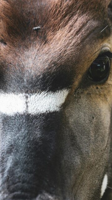 Close-up Okapi Face with Detailed Texture Mobile Wallpaper