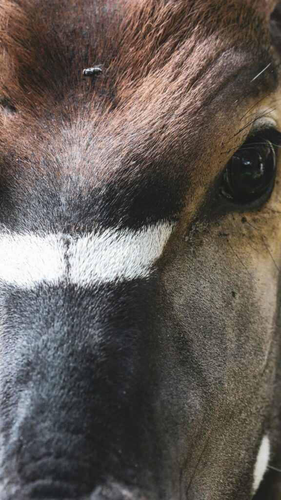 Close-up Okapi Face with Detailed Texture Mobile Wallpaper
