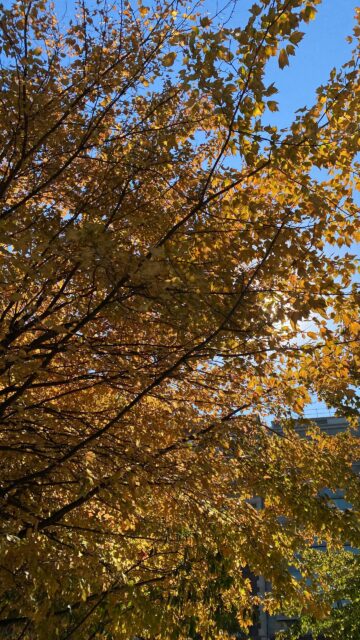 Sunlit Golden Autumn Maple Leaves Mobile Phone Wallpaper