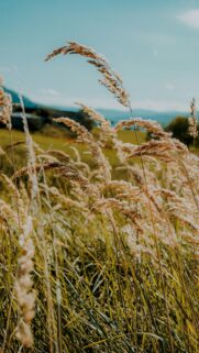 Golden Tall Grass Meadow at Sunset High Quality Mobile Wallpaper