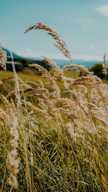 Golden Tall Grass Meadow at Sunset High Quality Mobile Wallpaper