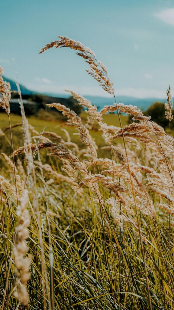 Golden Tall Grass Meadow at Sunset High Quality Mobile Wallpaper