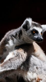 Striking Ring-Tailed Lemur Close-up High Quality Mobile Wallpaper