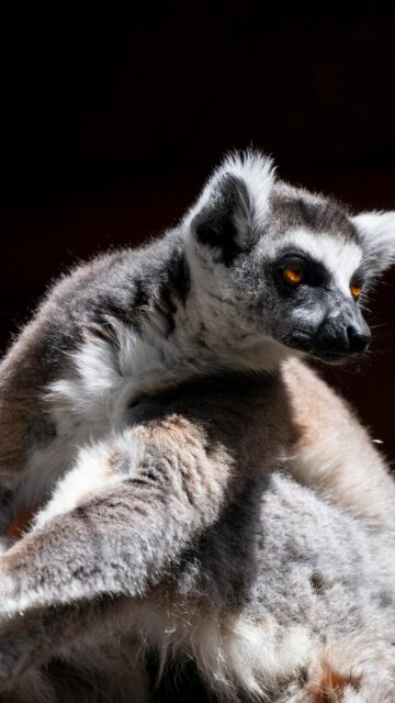 Striking Ring-Tailed Lemur Close-up High Quality Mobile Wallpaper