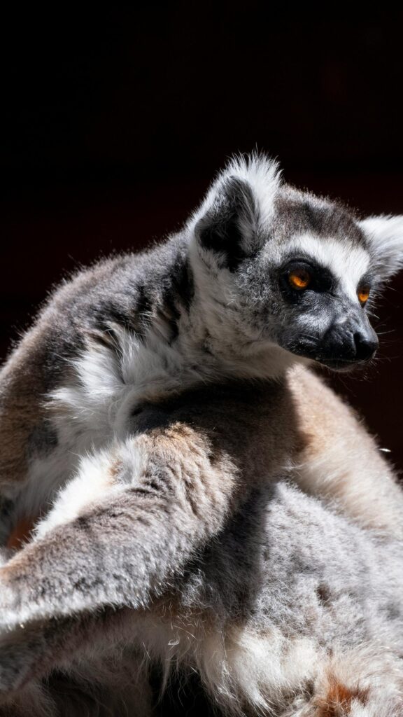 Striking Ring-Tailed Lemur Close-up High Quality Mobile Wallpaper