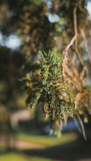 Macro Green Pine Needles Golden Hour Soft Bokeh Nature Wallpaper