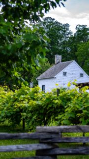 Rustic White Farmhouse in Vineyard Garden Mobile Phone Wallpaper