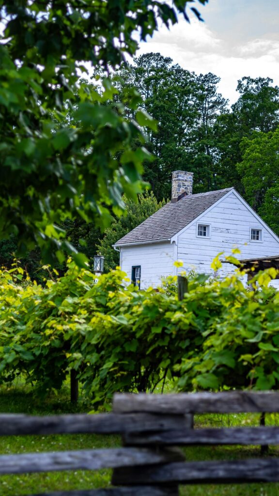 Rustic White Farmhouse in Vineyard Garden Mobile Phone Wallpaper