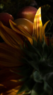Abundance Vision Board Sunflower Aesthetics for Manifestation Wallpaper