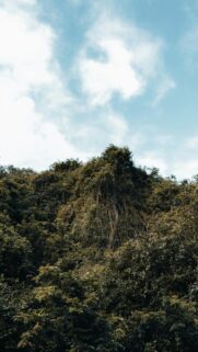 Lush Tropical Jungle Canopy Under Blue Sky Mobile Wallpaper