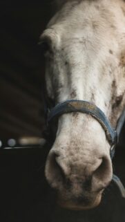 Detailed Close-Up White Horse Face Portrait Mobile Wallpaper