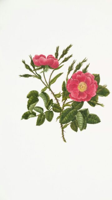 Vintage Botanical Illustration of Pink Wild Roses Mobile Wallpaper