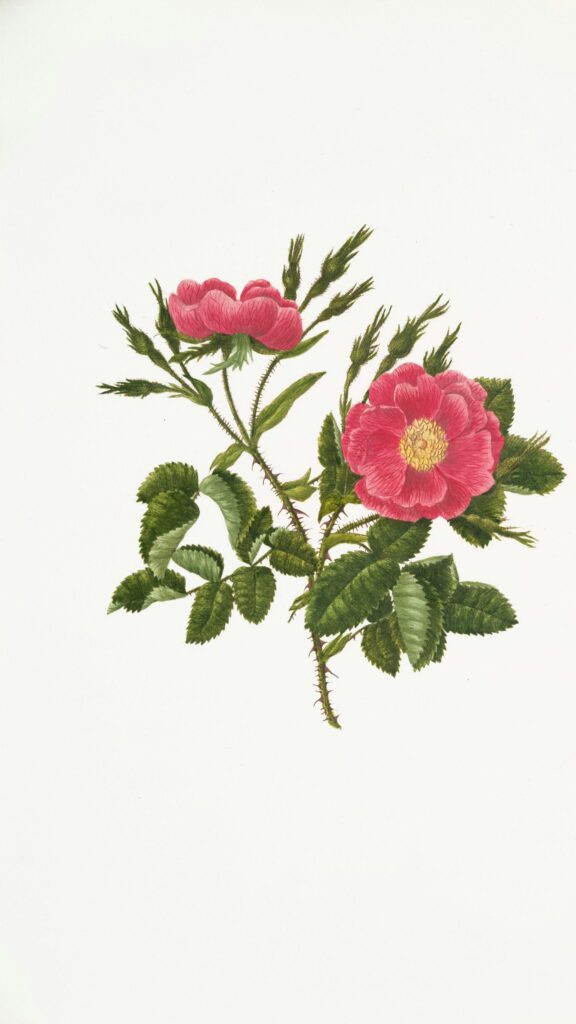 Vintage Botanical Illustration of Pink Wild Roses Mobile Wallpaper