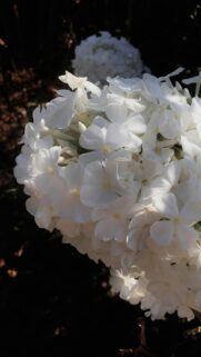 Stunning White Phlox Floral Bloom Macro Mobile Wallpaper