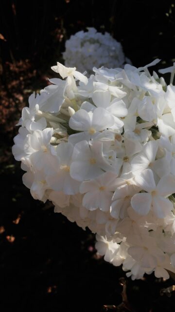 Stunning White Phlox Floral Bloom Macro Mobile Wallpaper
