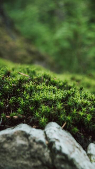 Macro Moss Forest Floor Nature Mobile Phone Wallpaper