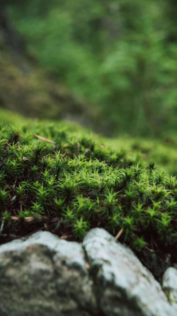 Macro Moss Forest Floor Nature Mobile Phone Wallpaper