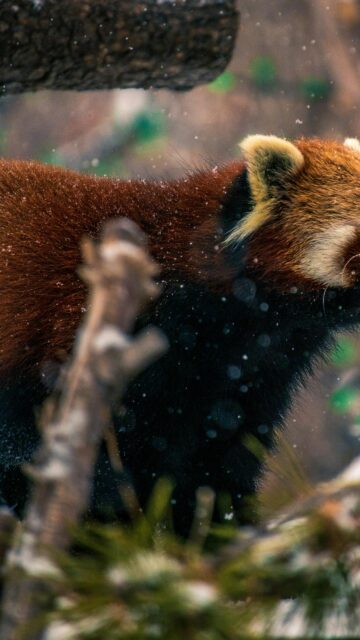 Enchanting Red Panda in Snow Forest Portrait Mobile Wallpaper