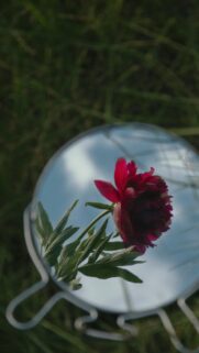 Stunning Red Peony Flower Reflected in Mirror Mobile Wallpaper