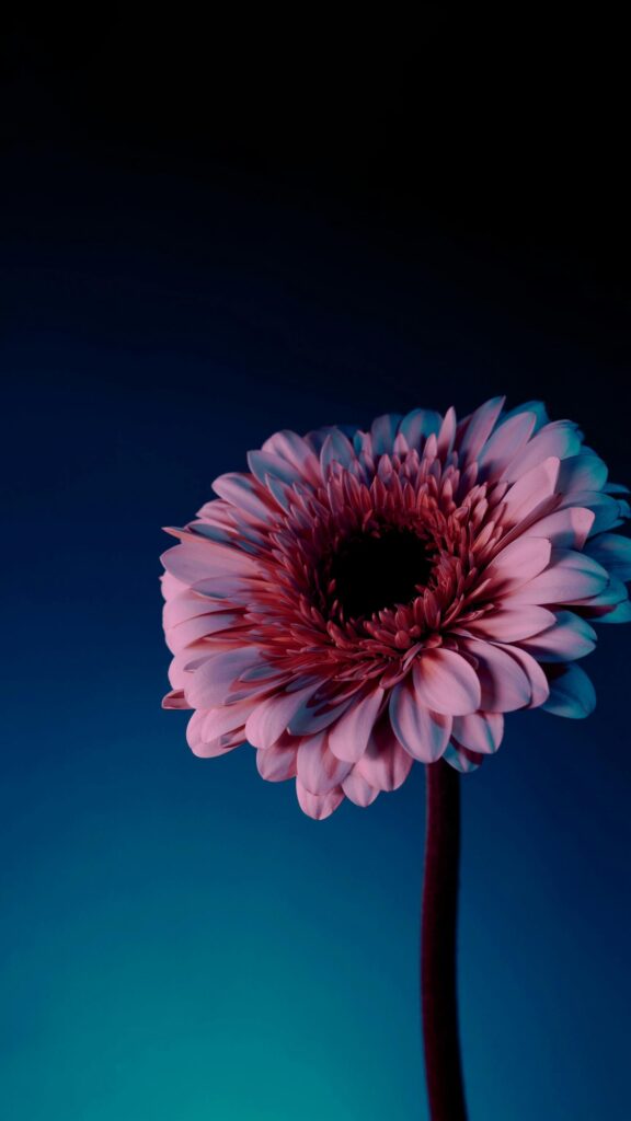 Neon Pink Gerbera Daisy Minimalist Floral Phone Wallpaper