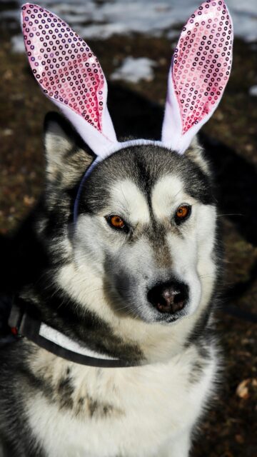 Cute Husky Wearing Pink Bunny Ears for Easter Mobile Wallpaper