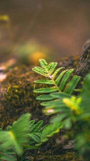 Macro Fern Leaf on Mossy Stone Natural Forest Mobile Wallpaper
