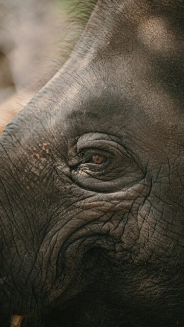 Stunning Elephant Eye Macro Photography Mobile Wallpaper