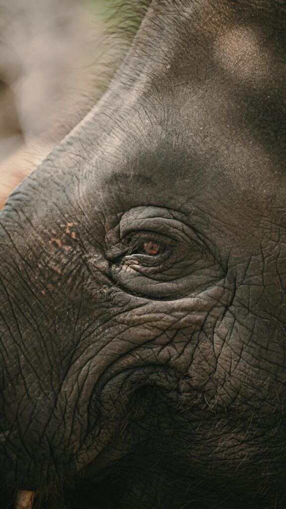 Stunning Elephant Eye Macro Photography Mobile Wallpaper