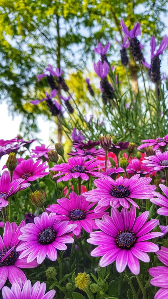 Vibrant Purple African Daisy Floral Garden Phone Wallpaper